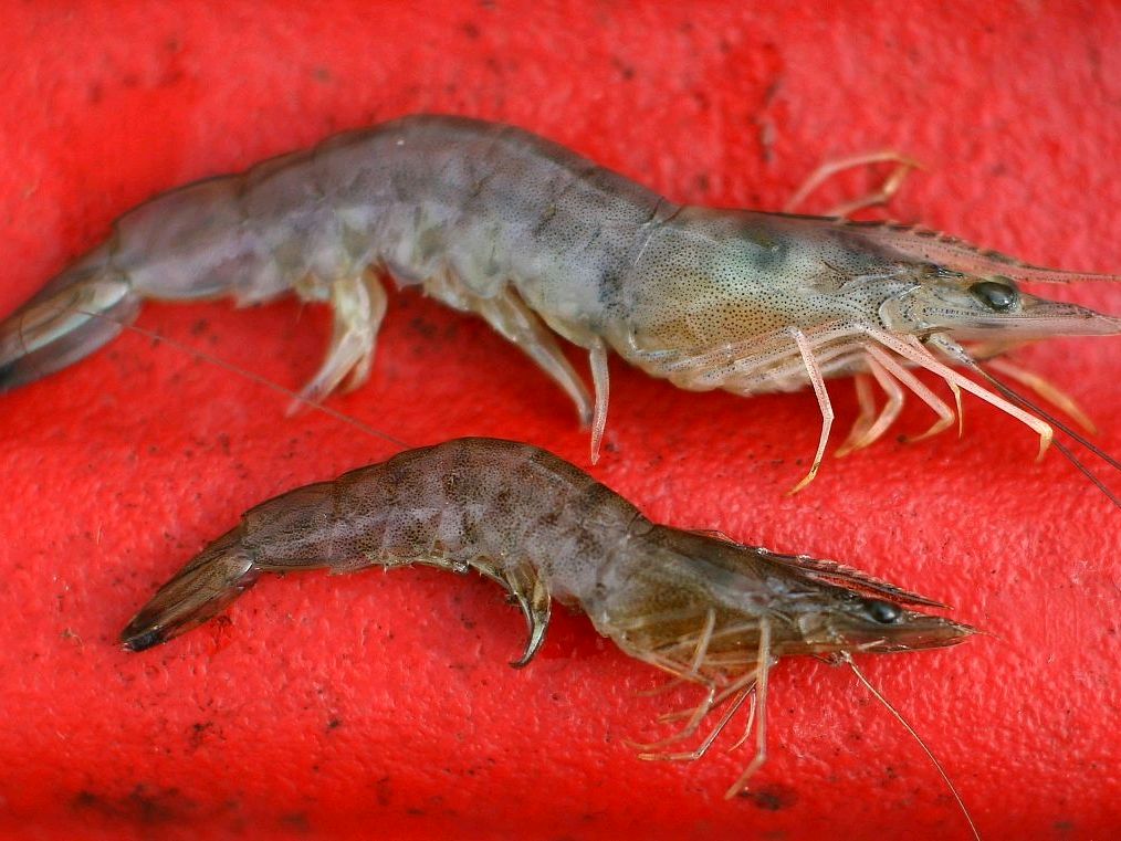 虾仁猪肉三鲜馅饺子的做法大全,虾仁三鲜饺子馅做法大全图解