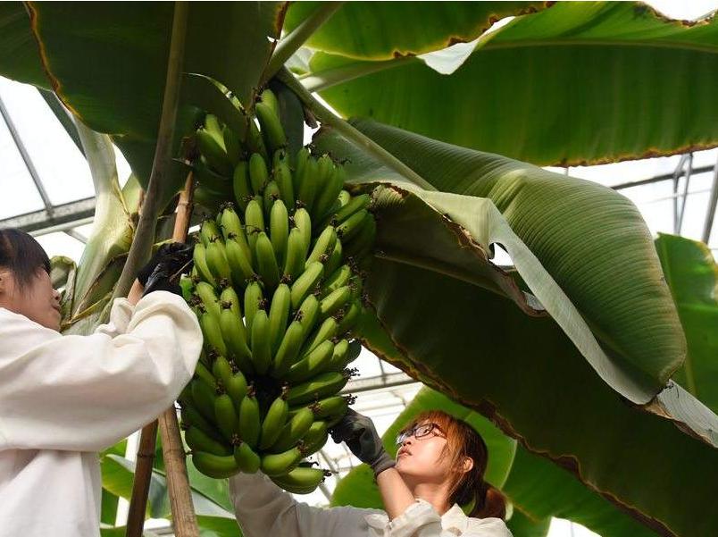 香蕉的储存和催熟流程,香蕉受冻后怎么补救