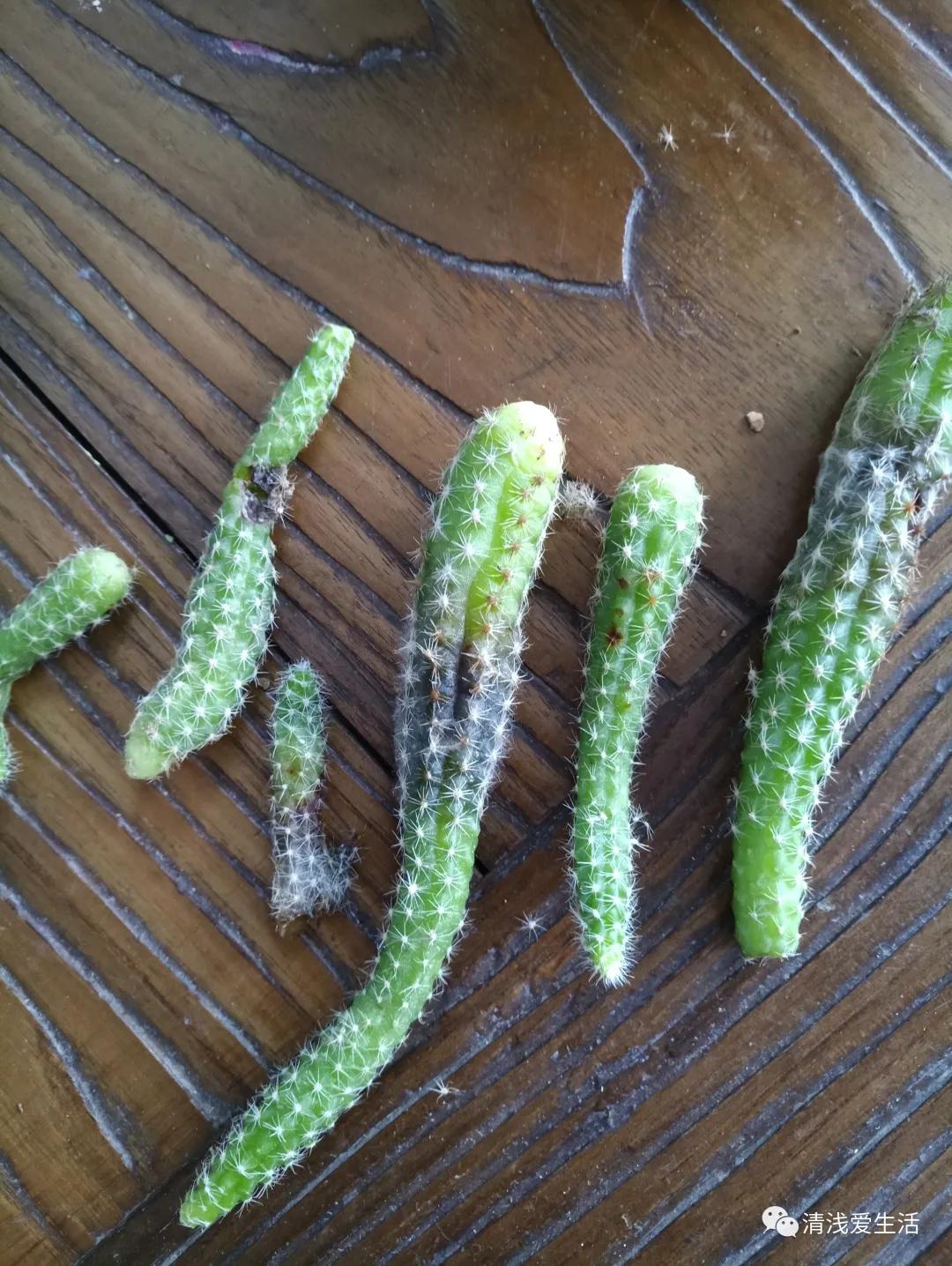 花13元多新入了一盆白檀毛毛虫，拆快递很满意，打开后很无奈