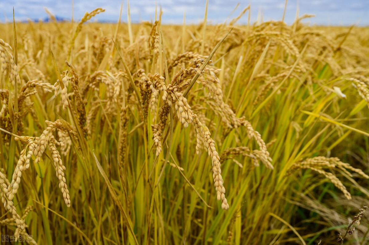 现在还会有粮食危机吗,现代还会有饥荒吗