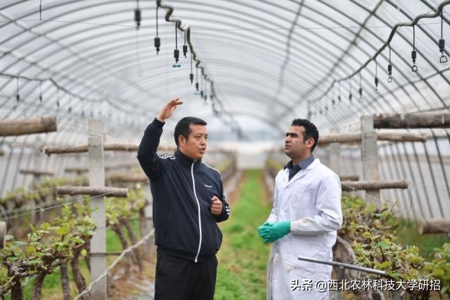 陕西“洋博士”：留学7年“学种地”，走红新华社、人民日报