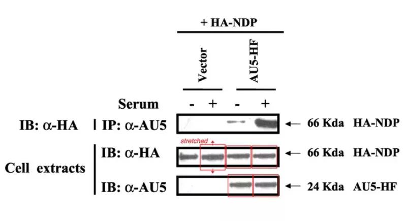 论文撤稿是真的假的,论文图表造假会不会看出来