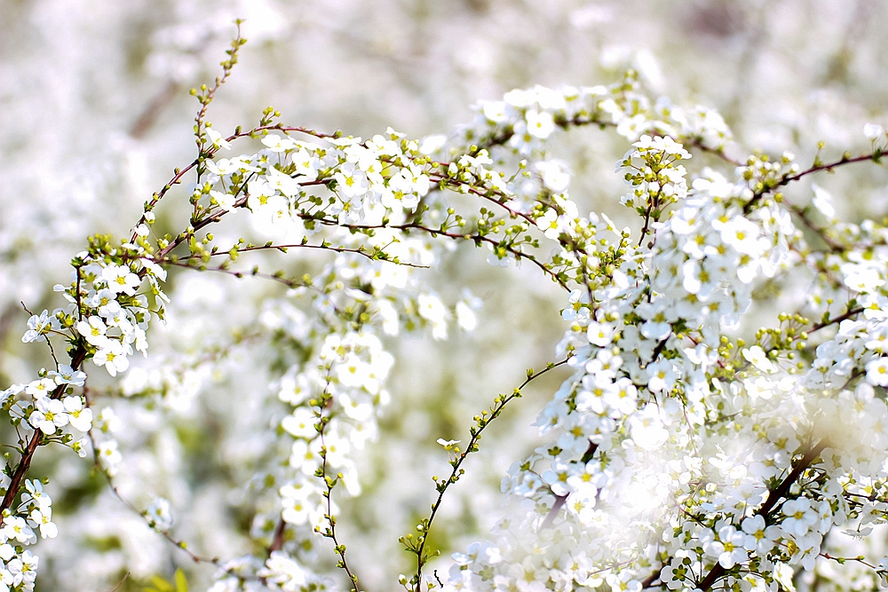 上海世博文化公园有梨花开吗,上海园林文化公园
