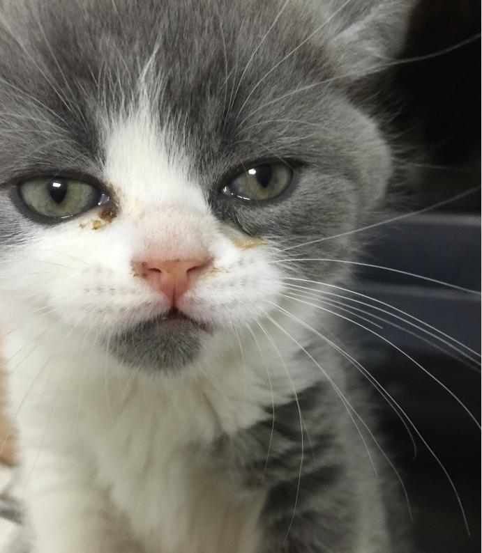 猫咪打喷嚏只是感冒吗?当心猫鼻支!新手养猫更要注意