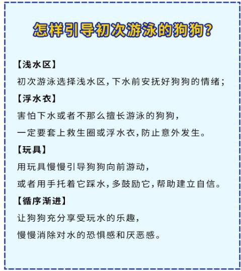 法斗游泳淹死了,法斗在宠物医院洗澡意外死亡后续
