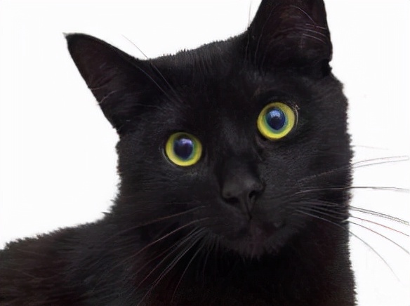 什么品牌的猫零食性价比高,猫零食猫冻干品牌推荐