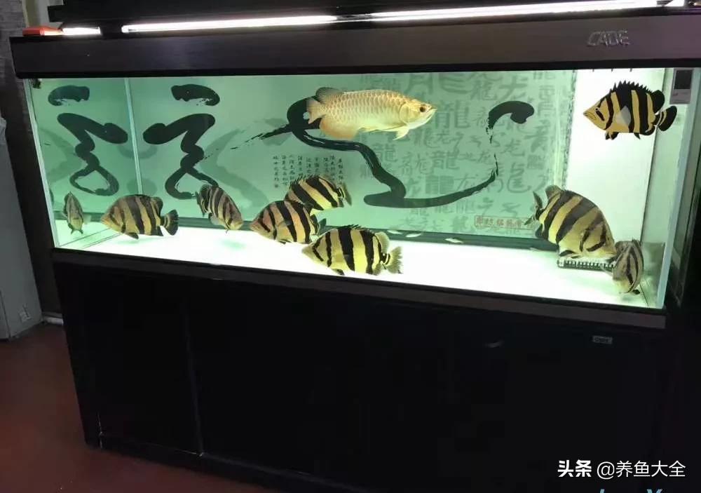 40x40鱼缸养小龙鱼可以吗,1.8米鱼缸只养一条龙鱼行吗