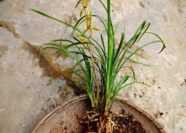 秋季兰花怎么养才能旺盛容易开花,兰花春不出夏不晒秋不干什么原因