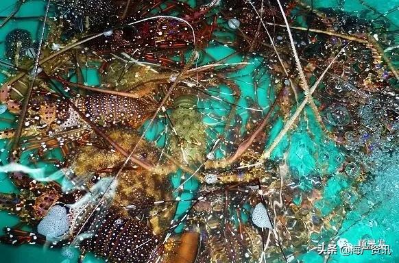 各国海鲜大盘点,今年过年最值得入手的海鲜