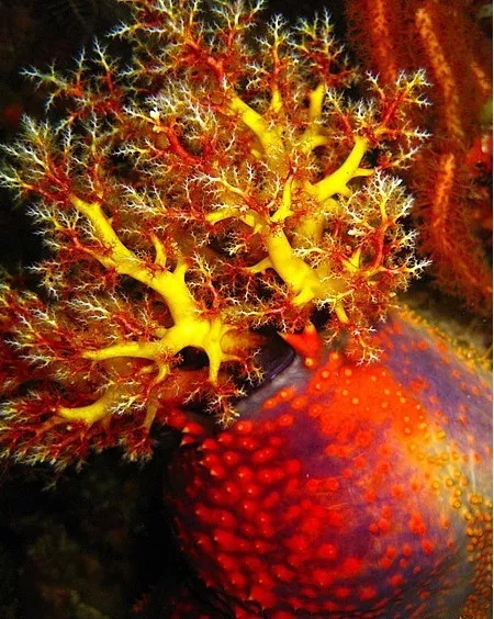 海苹果可以养吗,海苹果可以和谁一起养