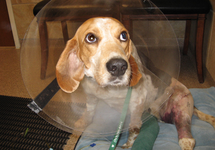 狗狗贫血缺钙怎么补最好,狗狗贫血严重除了输血还能怎么办