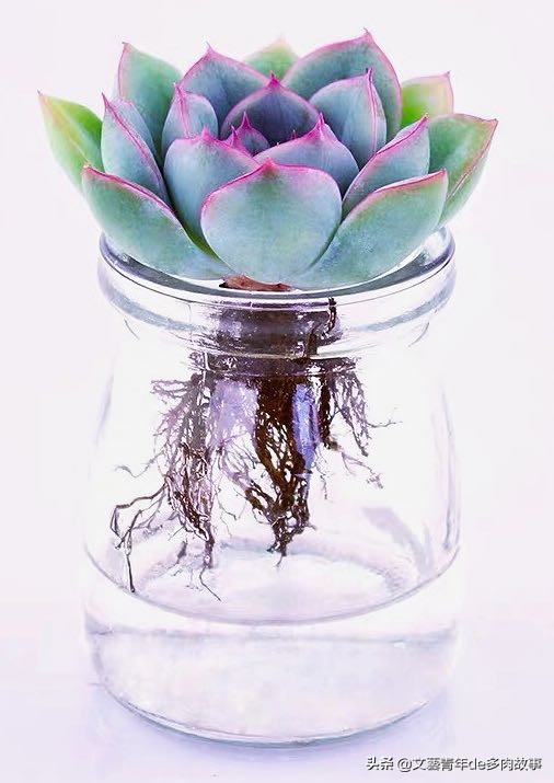 多肉水培，别把根系浸泡在水里，化水黑腐无空子可钻，多肉更健康