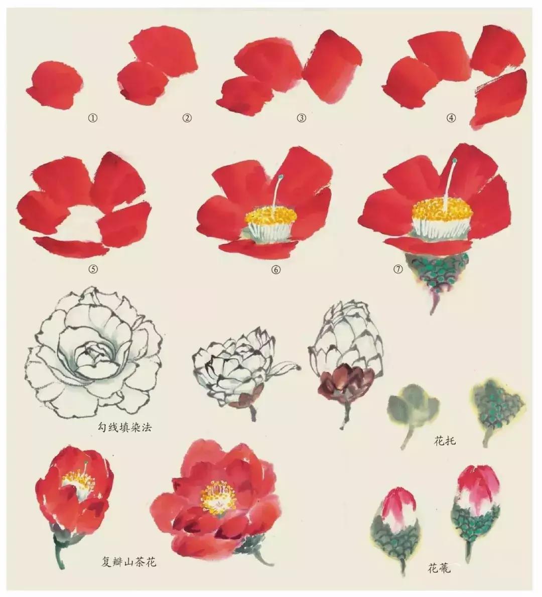 国画团扇花卉画法,国画中常见花卉的画法