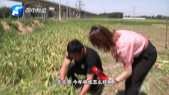 蒜你狠大蒜价格,蒜你狠改编版