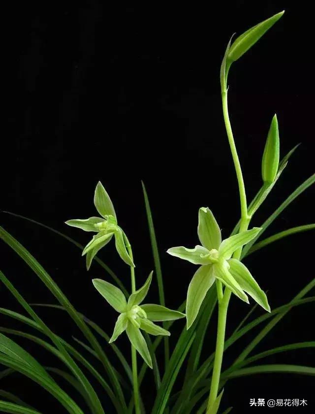 兰花春兰四大名品,兰花十大名品是哪些