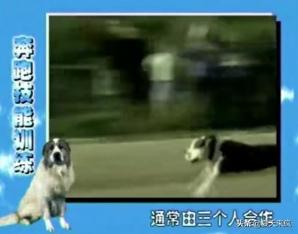 训狗教程视频训犬神器,训犬一点通训狗教程视频