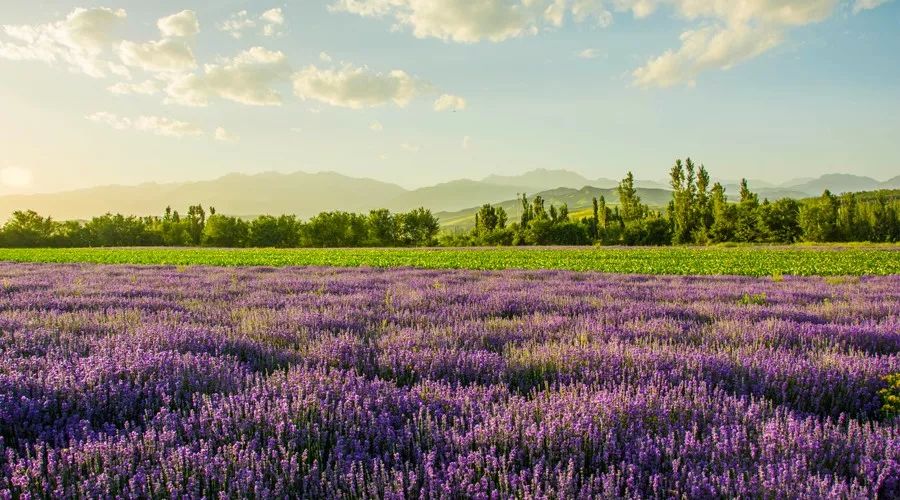 夏天的北疆美景,六月的北疆有多美