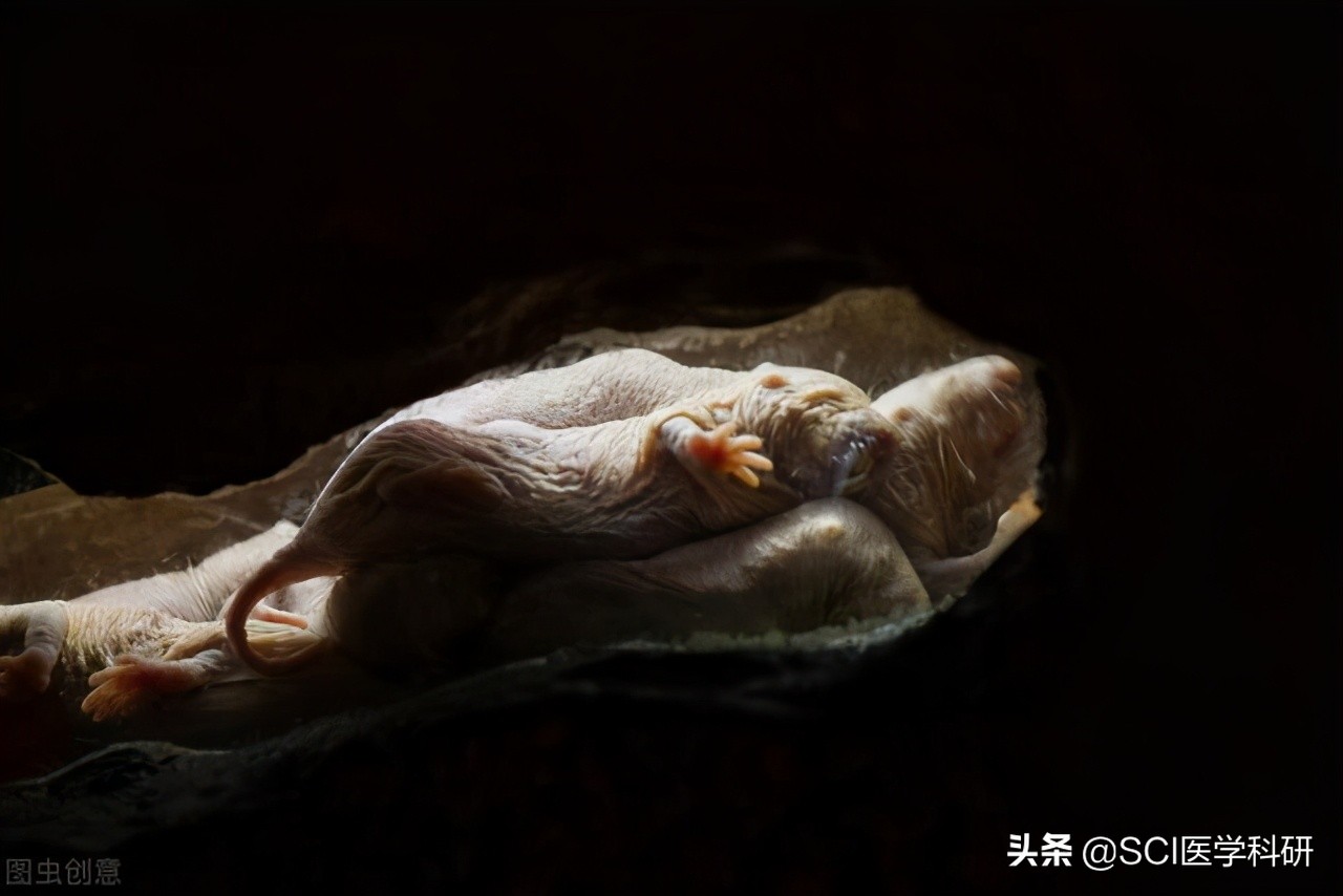 裸鼹鼠的最新研究成果,为什么裸鼹鼠可以老来得子