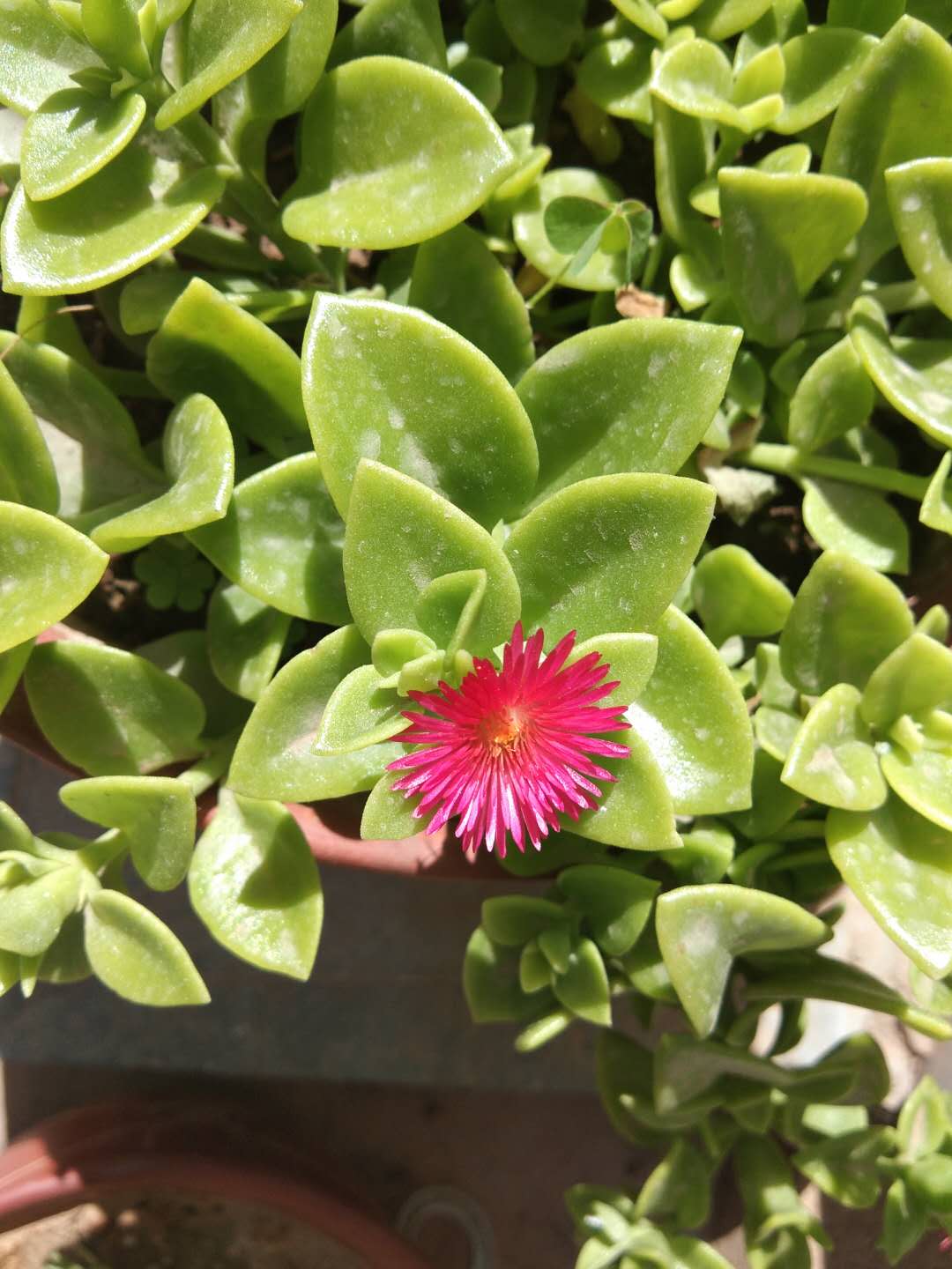 5种公认好养的花颜值不输牡丹,比牡丹好养又好看的花