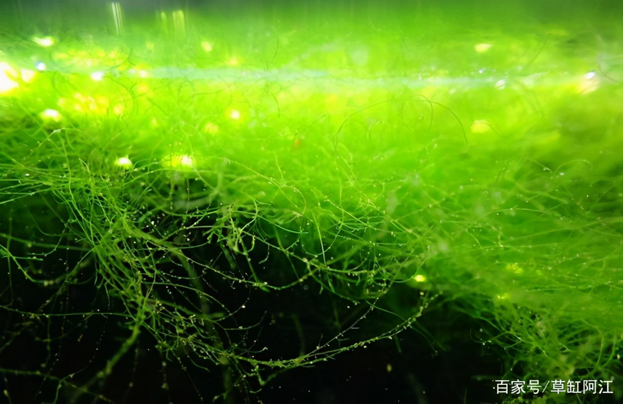 草缸水霉处理最佳方法,野生水藻怎样处理才能入缸