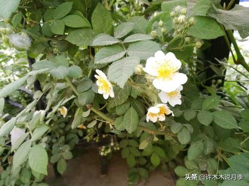 买到假月季苗怎么办,怎样网购月季不受骗