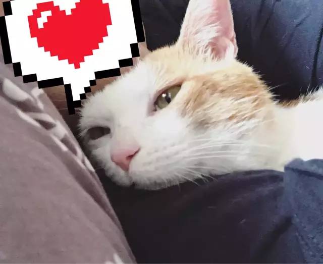 她救下一只得皮肤病脾气巨差的猫咪，花了两个月变身软萌美喵