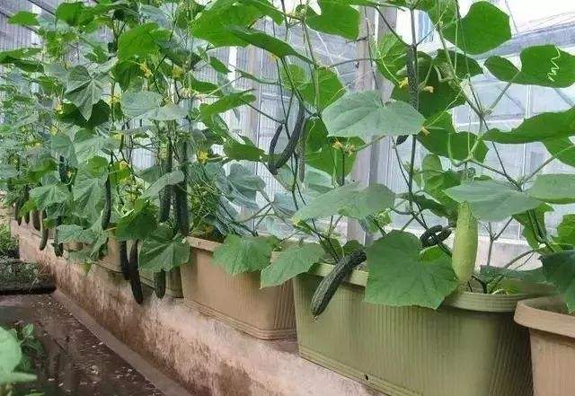 阳台种菜有讲究吗,阳台种菜十大注意事项