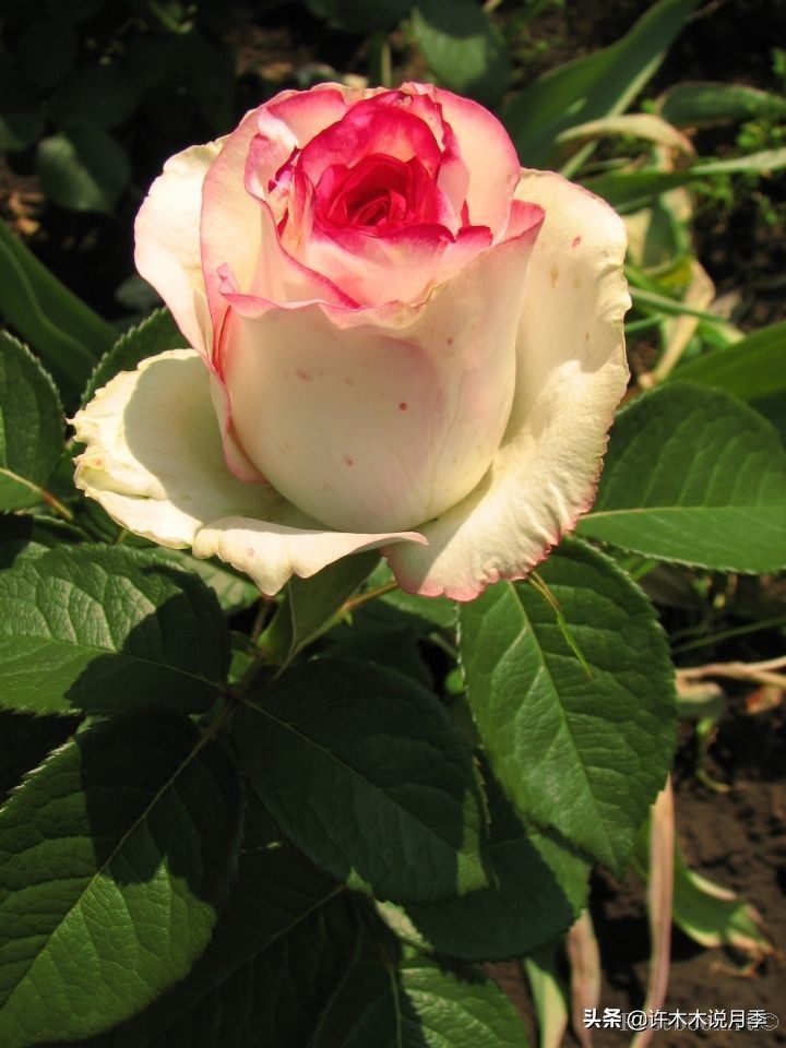 自己买玫瑰花种植,关于种植玫瑰花教程