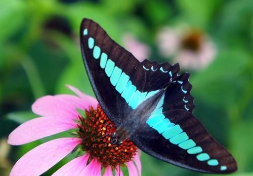 为什么蛾子看着这么恶心,常见的扑棱蛾子