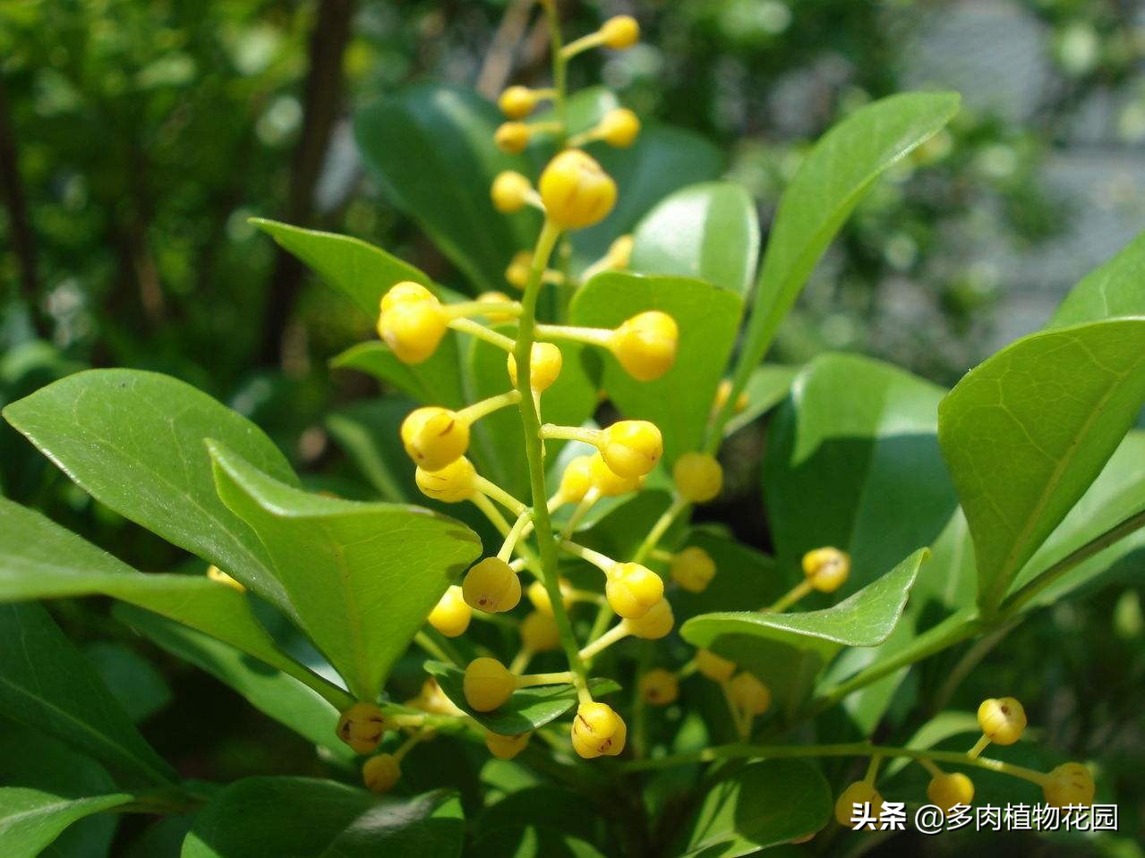 米兰叶子全部枯萎了还有补救吗,米兰长势不茂盛怎么回事