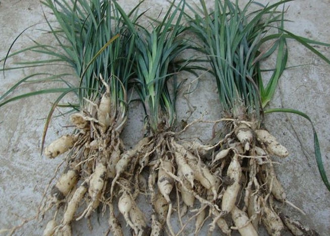 本草纲目麦冬的功效与作用,麦冬的性味归经功效