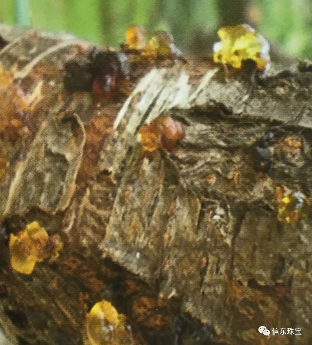 第一节是什么节,什么是琥珀呢