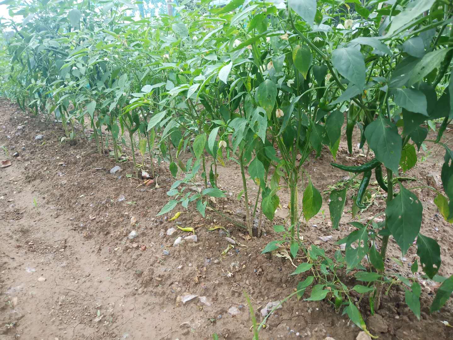 辣椒疯长不结果,辣椒怎样修剪才能多结果