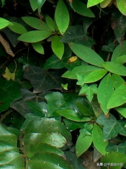 尼康和佳能全画幅怎么选,尼康18-135全画幅