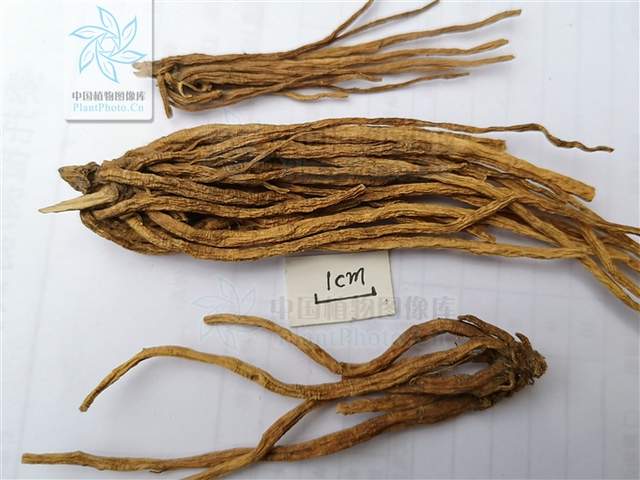 神农本草经中的药材图片,神农本草经高清彩图