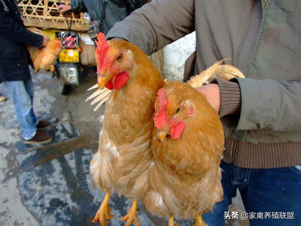 一只真正的土鸡能卖多少钱,土鸡卖一元一只一年能赚180万