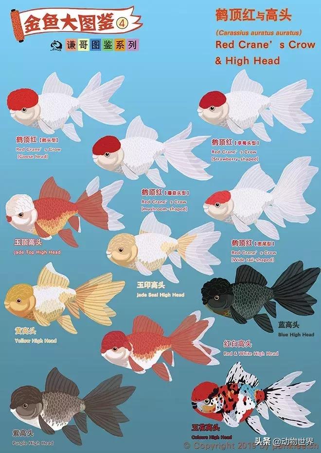 金鱼品种介绍之龙睛高头,金鱼狮子头品种图片大全集