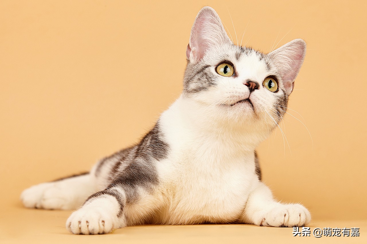 猫传染性鼻气管炎怎么治疗,猫鼻气管炎的症状和治疗方法