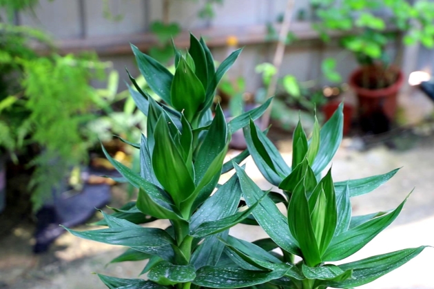 富贵竹子杆子黄了能救活吗,富贵竹杆子黄了什么原因