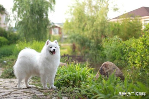 萨摩耶怎么养不掉毛,养萨摩耶的5大坏习惯