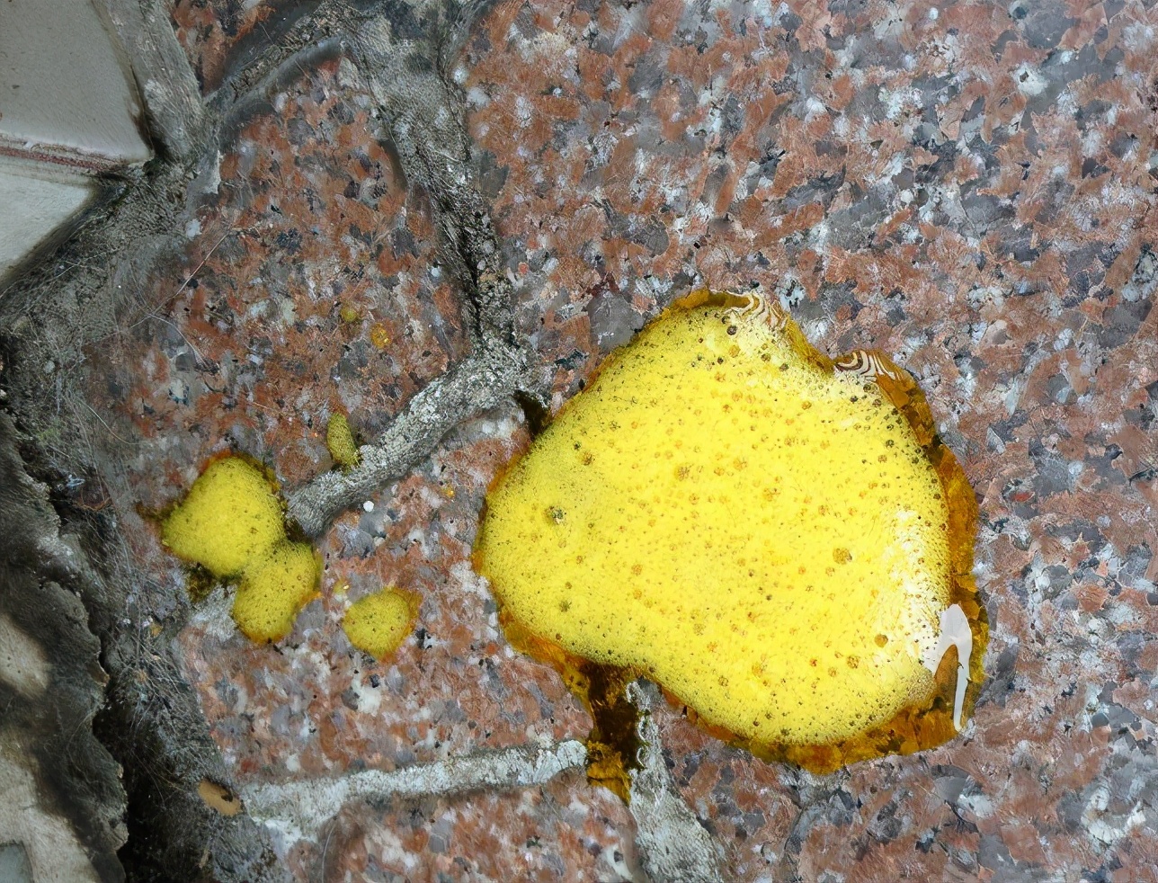 狗狗呕吐白色的泡沫粘液吃什么药,狗狗咳嗽呕吐白色粘液是什么原因