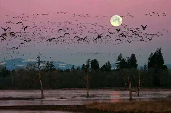 睡不着想念一个人用古文表达,想念一个人无法入眠的句子