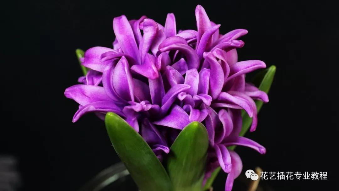 「花艺知识」50种常见花材的花语~（建议收藏）