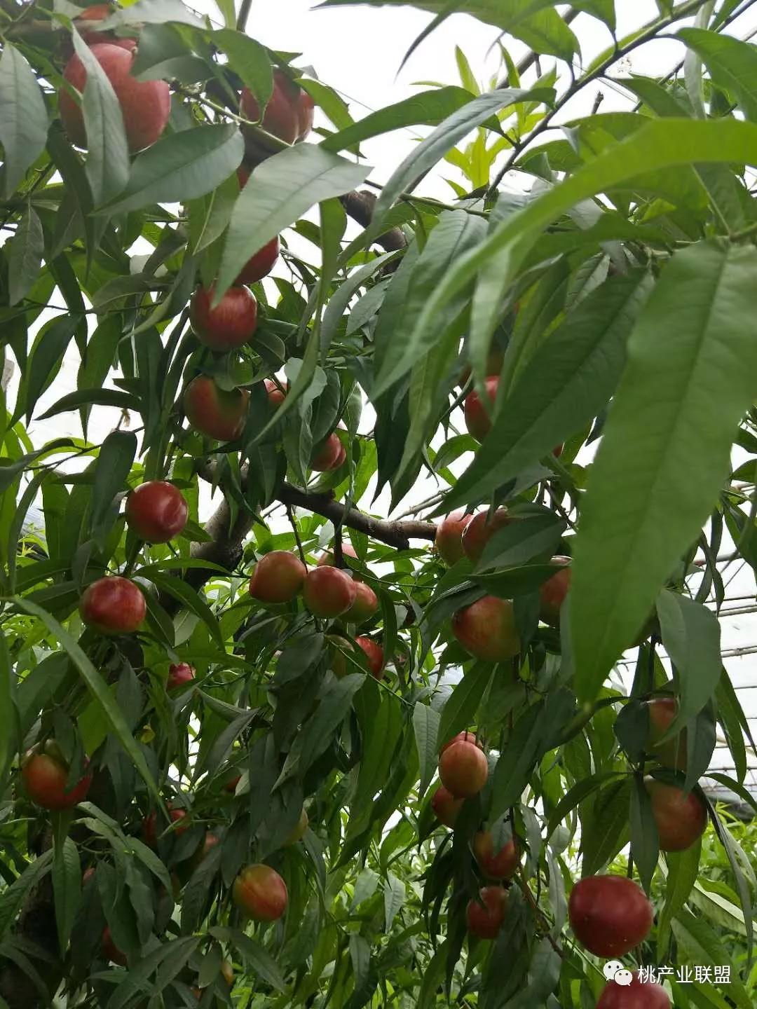 桃树长放修剪好、还是短截修剪好？