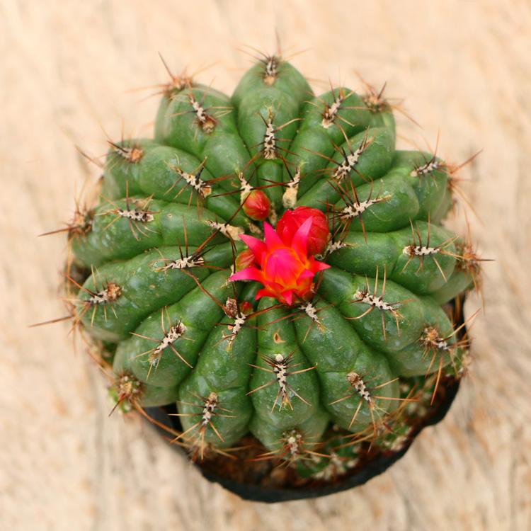 十个仙人球,最新30个仙人球品种