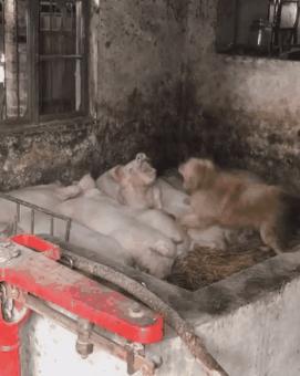 带狗狗回老家过年需要注意什么,带狗狗回家需要准备什么