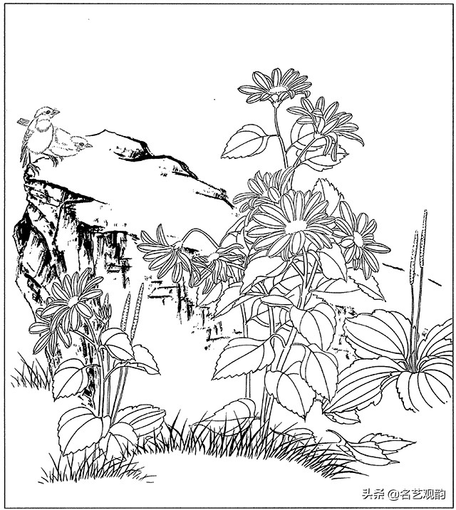 工笔画白描花卉图片大全,工笔画线描花卉菊花