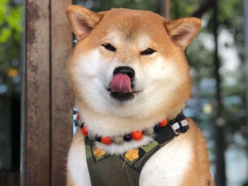 宝路狗粮20kg是正品吗,宝路和伯纳天纯狗粮哪个好