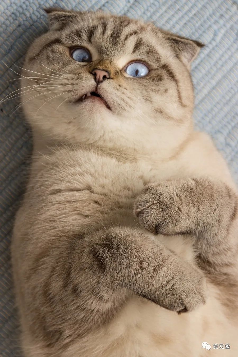 如何领取一只猫咪,如何获得一只猫咪