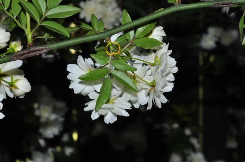 开到荼蘼唱的是什么,歌词中有开到荼蘼